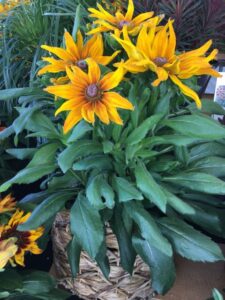 Echibeckia ‘Summerina Sunchaser’ (Pacific Plug & Liner)