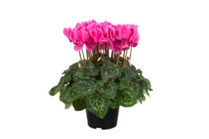 Cyclamen Leopardo and Elegante Series (Schoneveld) 