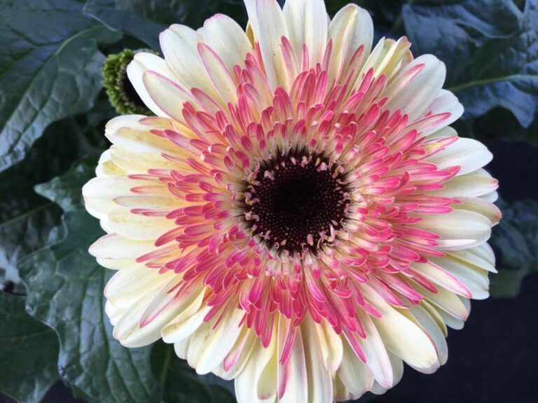 Garvinea Gerbera ‘Garvinea Karoo’ (Flamingo Holland)
