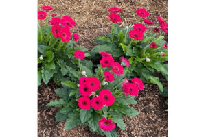 Gerbera ‘Garvinea Sweet Sparkle’ (HilverdaFlorist) 