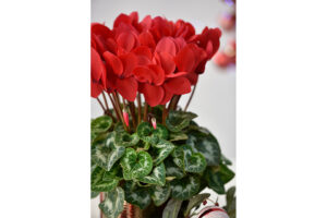 Cyclamen ‘Halios Scarlet Red Evolution’ (Morel Diffusion) 