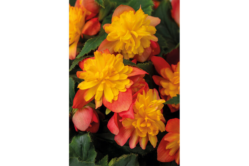 Begonia' Rise Up Harlequin' (Westhoff) 