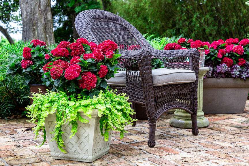 Hydrangea ‘Heart Throb’ (Southern Living and Sunset Western Plant Collections) 