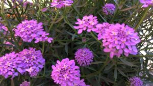 Ramblings of a Plant-Crazy Editor From the First Day of California Summer Trials