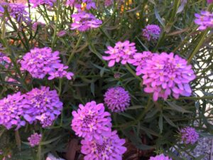 Iberis × hybrida ‘Mermaid Lavender’ (Syngenta Flowers)
