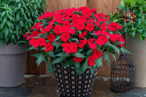 Impatiens × hybrida hort SunPatiens – Three New Color Introductions (Sakata Ornamentals) 