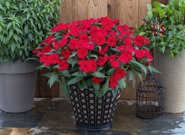 Image of Impatiens for shade