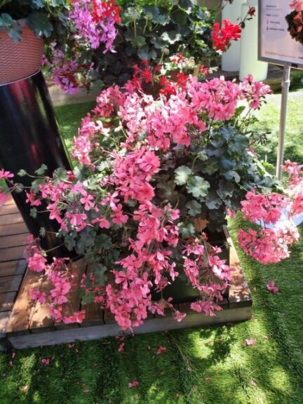 Geranium nterspecific ‘Caldera Salmon’ (Syngenta Flowers)
