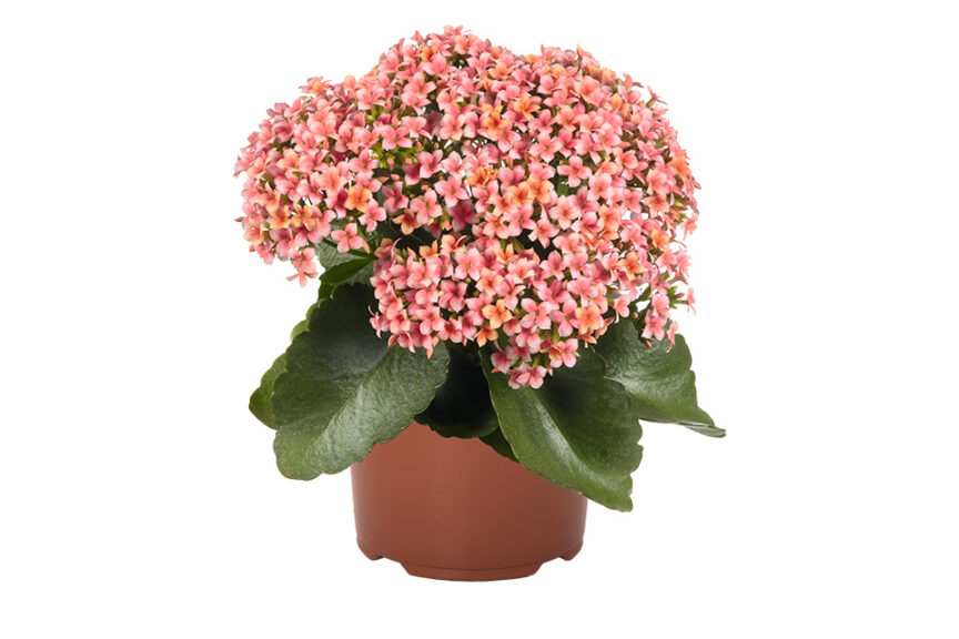 Kalanchoe Deck’d Out Series (Dümmen Orange) 