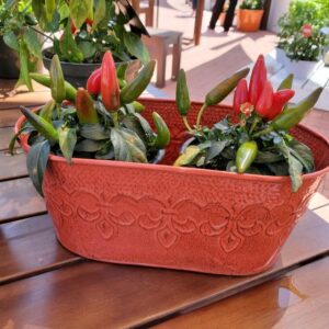 Kitchen Minis (PanAmerican Seed)