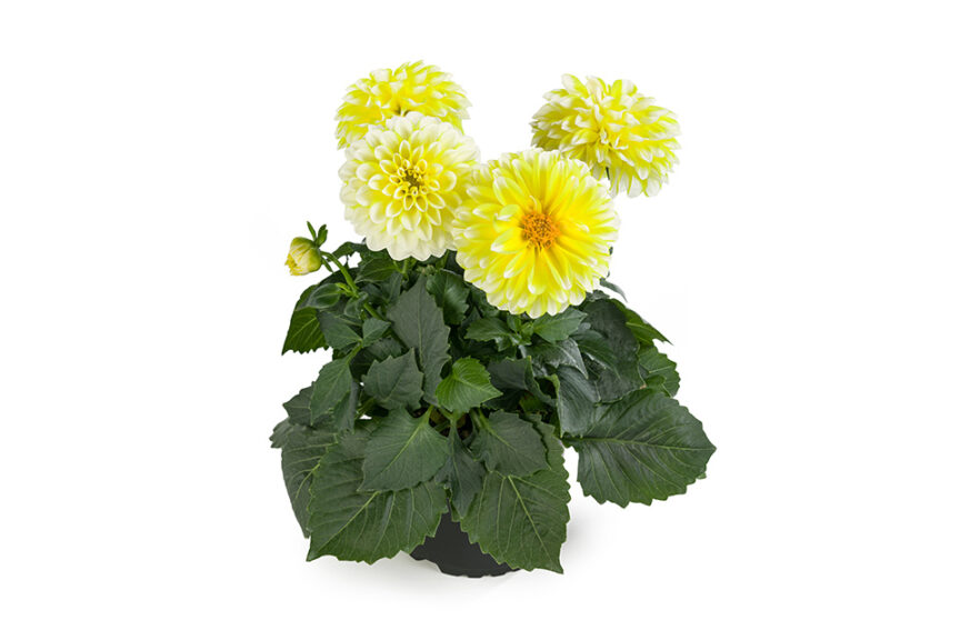 Dahlia ‘Labella Medio Fun Yellow Blush’ (Beekenkamp) 