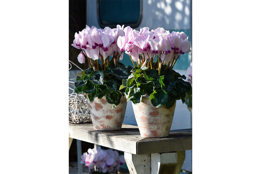 Cyclamen ‘Latinia Success Light Pink With Eye’ (Morel Diffusion) 