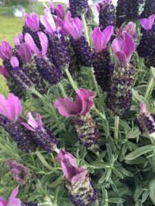 Lavandula ‘La Diva Big Night’ (Dümmen Orange)