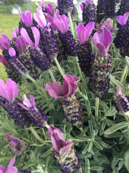Lavandula ‘La Diva Big Night’ (Dümmen Orange)