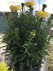 Leucanthemum ‘Realflor Real Goldcup’ (Southern Living/Sunset Western)