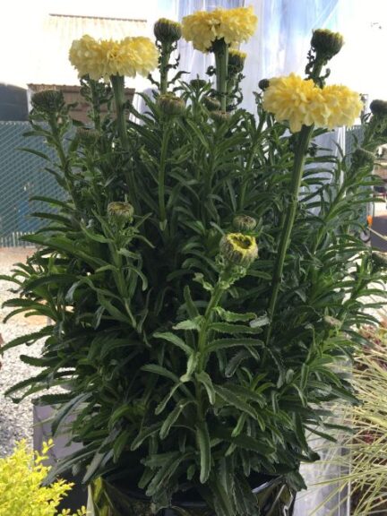 Leucanthemum ‘Realflor Real Goldcup’ (Southern Living/Sunset Western)