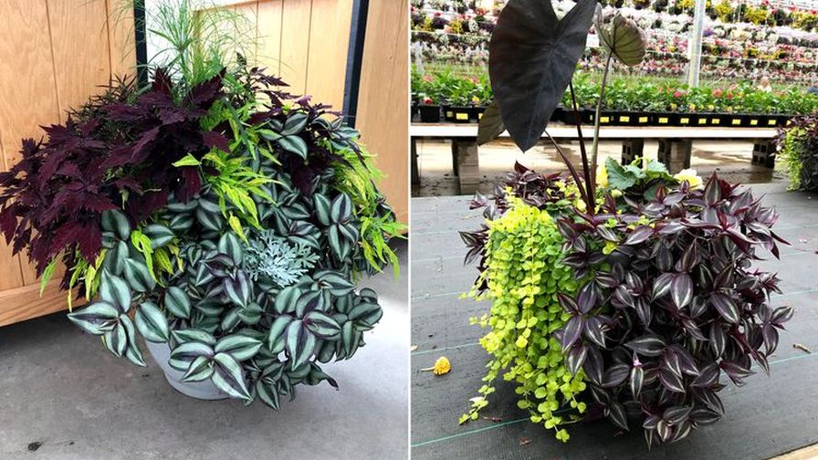 Cool Plant Combo Ideas Direct From Garden Retailers - Greenhouse Grower