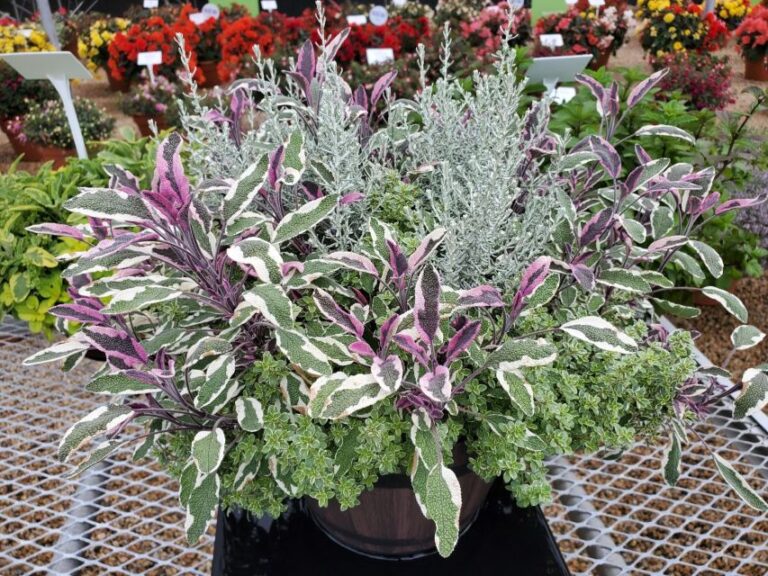 Mix a Herb Pizza Silver from Benary