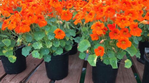 Five Allan Armitage Favorites From Sakata, Takii, and Hilverdaflorist During 2021 California Summer Trials