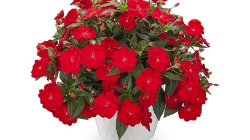 New Impatiens and Shade Options to Debut at CAST 2021