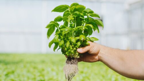 New Substrate Specifically Designed for Hydroponic Production