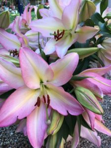 Oriental Lily ‘Fine Romance’ (ThinkPlants)