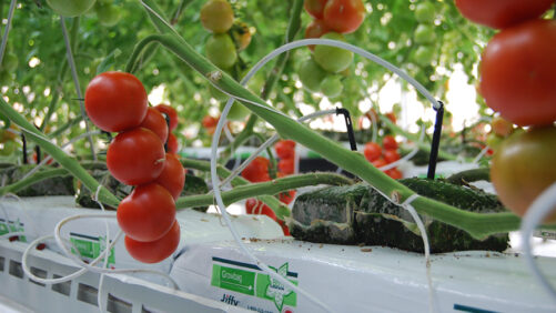 How One Growing Media Company Has Created a Model for Horticulture Sustainability