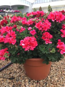 Pelargonium ‘Andromeda Coral with Eye’ (Ernst Benary of America)