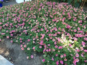 Petunia Dekko Series (Syngenta Flowers)