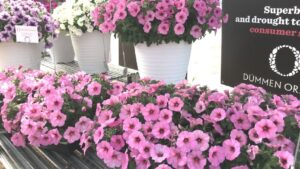 Dümmen Orange Enhances Predictive Breeding Tools, Names New Marketing Director