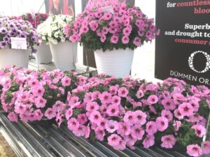 Petunia DuraBloom Series (Dümmen Orange)