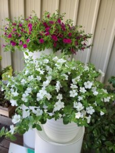 Petunia Itsy Magenta and White (Syngenta Flowers)