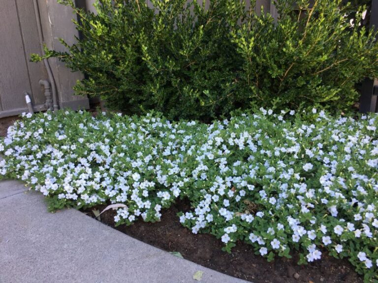 Petunia Itsy Series (Syngenta Flowers)