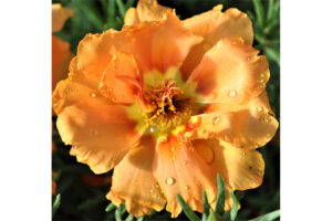 Portulaca 24/7 Series (Green Fuse Botanicals) 