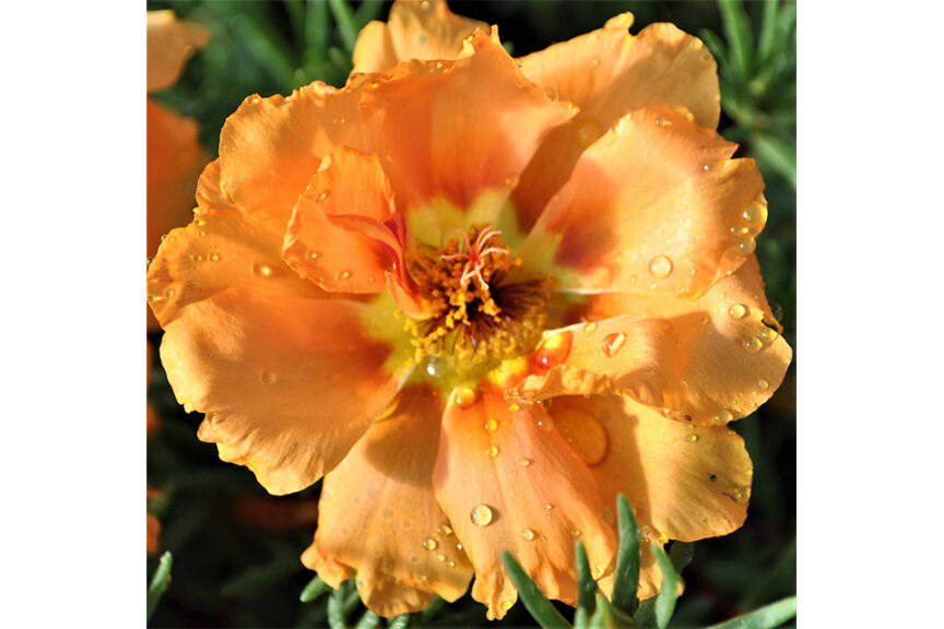 Portulaca 24/7 Series (Green Fuse Botanicals) 