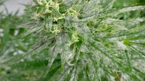 5 Tips for Eliminating Powdery Mildew on Cannabis Crops