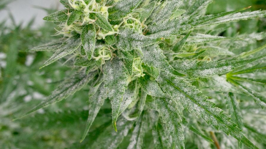 How to Prevent Powdery Mildew in Grow Tent 