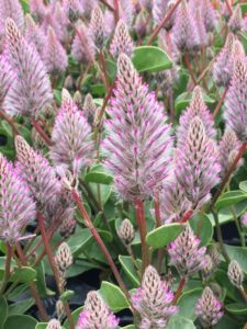 Ptilotis Joey Improved (Ernst Benary of America)