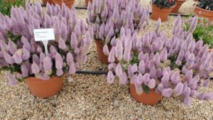 Dr. A’s Five Fabulous Finds at CAST – Day 1