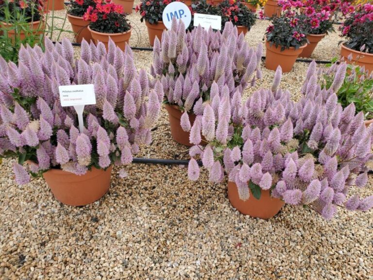 Ptilotus exaltatus ‘Joey Improved’ (Benary)