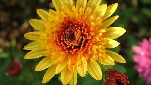 Need Some Pyrethrum? Just Turn to This Chrysanthemum