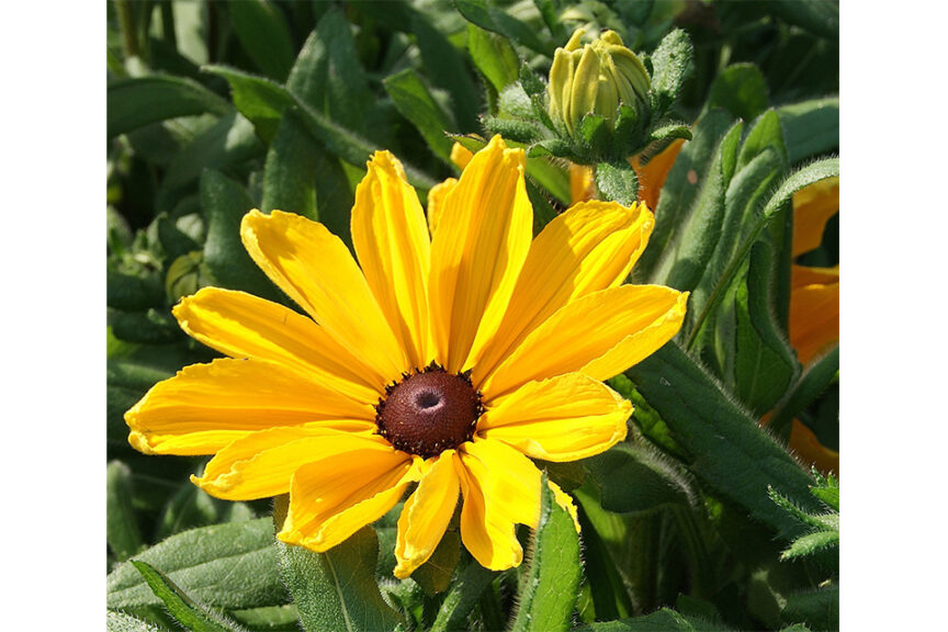 Rudbeckia hirta ‘Arania’ and ‘Kokardia’ (Hem Genetics) 