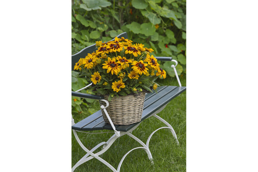 Rudbeckia Sunbeckia Series (Flamingo Holland) 