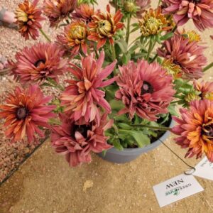 Rudbeckia ‘Rodeo Double Red’ (Green Fuse Botanicals)