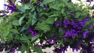 More Dr. A Faves, New Videos, and Other California Summer Trials Updates