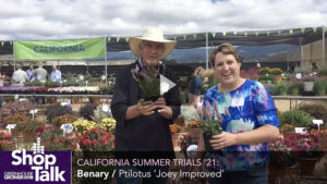 2021 California Summer Trials: An Improved Ptilotus at Ernst Benary of America (Video)