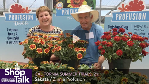 2021 California Summer Trials: New Releases in Sakata’s Zinnia Profusion Series (Video)