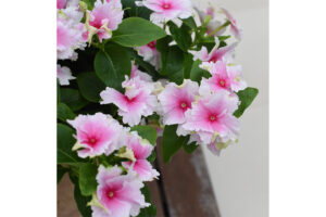 Soiree Flamenco Catharanthus Series (Suntory Flowers) 