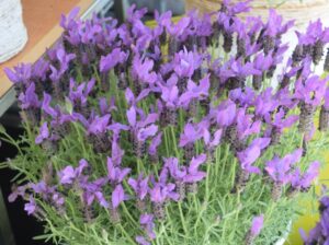 Spanish Lavender 'Ever Clear Blue' (Pacific Plug & Liner)