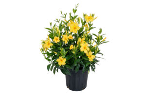 Mandevilla 'Sun Parasol Sunbeam' (Suntory Flowers) 